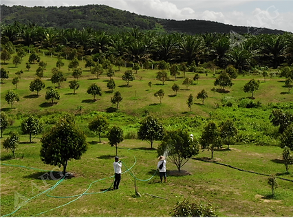 Agroforestry Group